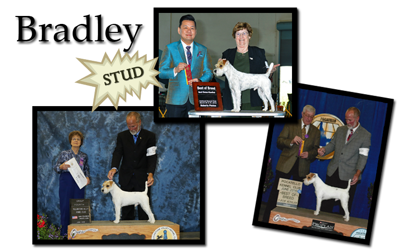 Bradley
